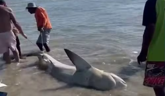Homens retiram tubarão do mar, cortam barbatanas e posam para fotos em PE