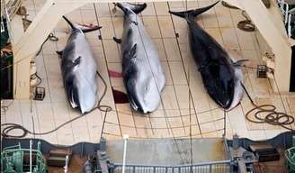 <p><i>O</i> Japão assinou uma moratória à caça de baleias em 1986, mas continuou caçando os animais, segundo o país, para pesquisa</p>