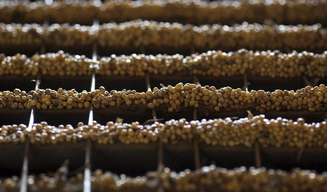 Grãos de soja em indústria de Primavera do Leste, Mato Grosso
6/02/2013 REUTERS/Paulo Whitaker