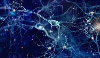 Neurônios de Von Economo – Reprodução