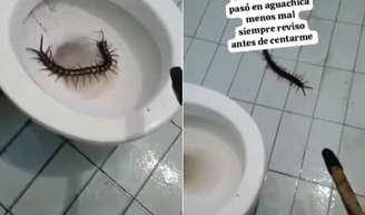 Lacraia estava escondida na borda do vaso sanitário