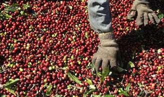 Trabalhador seleciona grãos de café arábica após colheita em Alfenas (MG) 
08/07/2008
REUTERS/Paulo Whitaker