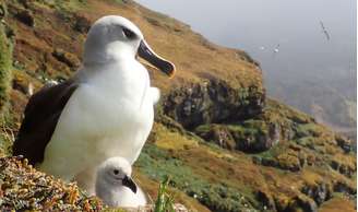 Albatrozes-gigantes da Ilha Marion