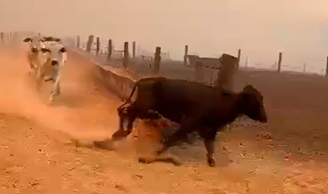 Vídeo mostra gado fugindo do fogo durante incêndio em fazenda de Goiás