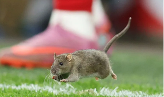 Rato invadiu o gramado e paralisou o duelo entre País de Gales e Bélgica