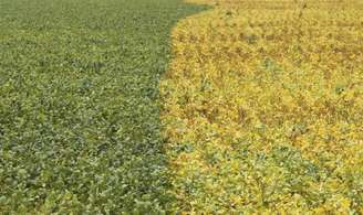 Plantação de soja em Primavera do Leste, no Estado de Mato Grosso, Brasil
07/02/2013
REUTERS/Paulo Whitaker 