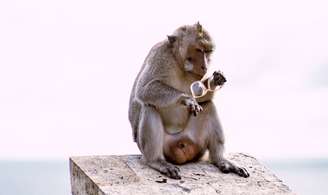 Macaco com óculos furtado de turista no templo Uluwatu, em Bali, na Indonésia