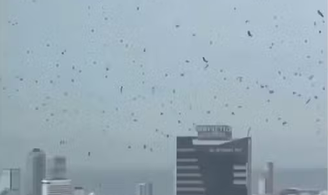 Milhares de corvos tomaram o céu de Tel Aviv, em Israel