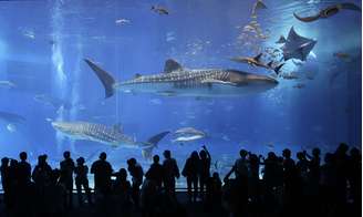 Visitantes observam baleias e arrais em um dos maiores tanques do mundo, no Japão