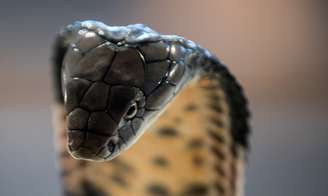 Cobra de monóculo (Naja kaouthia) é uma espécie muito venenosa