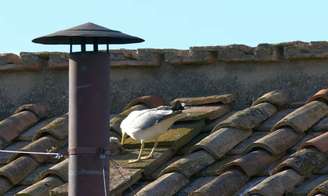 Gaivota foi capturada pela câmera oficial do Vatican News