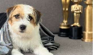 Intérprete de Bira é, na verdade, Suri, de 3 anos, uma cadela com experiência na frente das câmeras