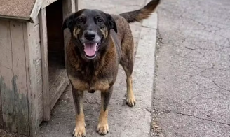 Cão Orelha foi torturado e não resistiu