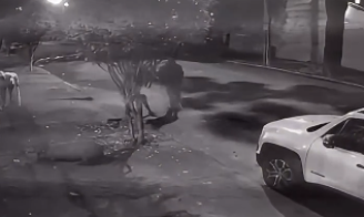 A capivara é encurralada pelos homens, que a atacam com pedaços de pau