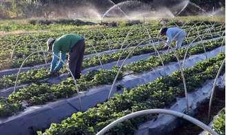 Desenrola Rural é um programa que oferece a agricultores familiares com dívidas em atraso renegociação de seus débitos com descontos de até 96%