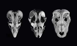 (Fonte: Bhart-Anjan Bhullar/Divulgação)