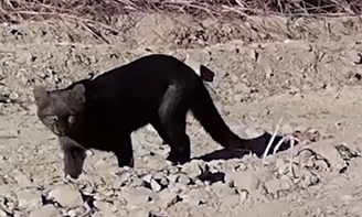 Gato-mourisco, felino raro e considerado um dos menores do mundo, é flagrado em Goiás