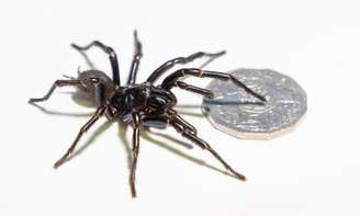 Maior macho já registrado de aranha-teia-de-funil chega a 9,2 cm