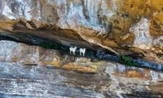 Primeiras cabras teriam chegado há mais de 200 anos em Abrolhos 