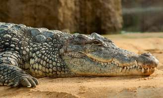 Uma região da Austrália chamada de Território do Norte é conhecida por abrigar cerca de 100 mil crocodilos de água salgada, a maior população mundial desses animais.