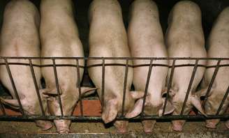 Criação de porcos em Hanói, Vietnã 
24/07/2007
REUTERS/Nguyen Huy Kham