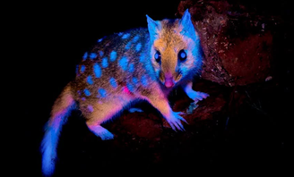 Marsupial que 'brilha' no escuro é fotografado pela primeira vez em floresta na Tasmânia