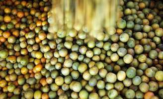 Laranjas são carregadas em caminhão em fazenda em Limeira 13/01/2012REUTERS/Paulo Whitaker