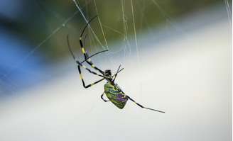 Aranha se espalha pelos EUA