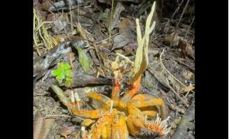 Tarântula dominada pelo fungo Cordyceps