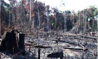 <p>Desmatamento foi o maior responsável pelo aumento das emissões em 2012 e 2013, informa Observatório do Clima</p>