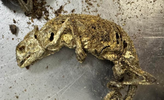 Restos de animais embarcados na Nigéria e apreendidos em Guarulhos 