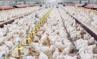 Segundo o governo, Serviço Veterinário brasileiro está sendo treinado e equipado para o enfrentamento da gripe aviária desde os anos 2000