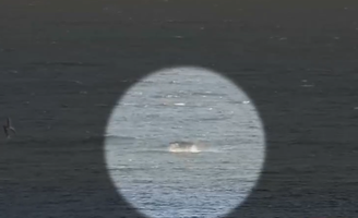 Câmera flagra luta de praticante de windsurf com tubarão na Austrália