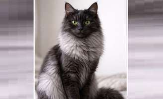 Galt Salmiak (criado por inteligência artificial, pois as imagens do raro gato são protegidas por direitos)