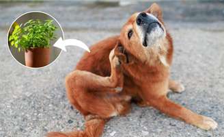 Natee K Jindakum/DimaBerlin/Shutterstock