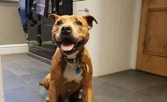 Sam é da raça Staffordshire Bull Terrier, tem aproximadamente 12 anos e vive na Inglaterra.