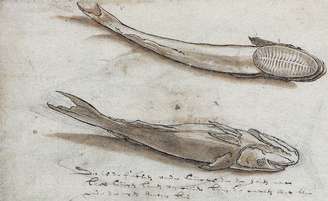 Apesar de comestível, a rêmora segue pouco popular na culinária mundial – Wikimedia Commons/ Nationaal Archief