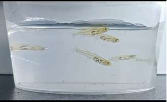 Pesquisadores identificaram um peixe minúsculo, com cerca de 12 milímetros, capaz de produzir sons superiores a 140 decibéis. A intensidade equivale ao ruído ouvido por alguém a 100 metros de um avião decolando, semelhante também ao barulho de um tiro ou de uma britadeira.