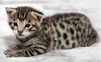 <p>O Ashera é o gato mais caro do mundo e é criado em laboratórios dos Estados Unidos</p>