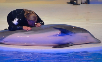 Golfinho morre em zoológico da Suécia após ser sufocado por alga artificial