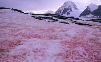 neve na Antártida- Reprodução/Twitter