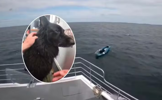 Cão à deriva em caiaque é resgatado após percorrer quase 5 km no mar na Inglaterra