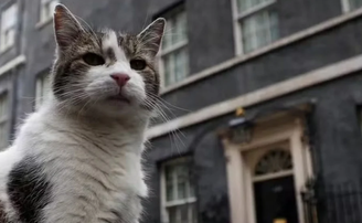 Contratado como 'funcionário público', gato Larry passa a viver com o novo premiê inglês
