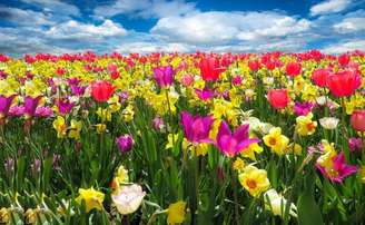 As flores simbolizam paz, afeto e beleza em diversas culturas, além de encantarem pelas cores e pelos perfumes. No mundo, já foram catalogadas cerca de 370 mil espécies de plantas com flores. Muitas delas estão ameaçadas, reforçando a importância da conservação da biodiversidade.