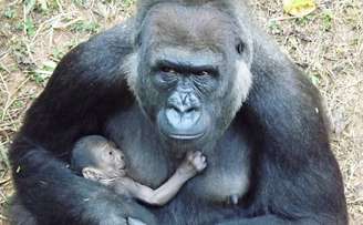 Mamãe gorila e seu bebê