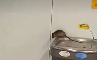 Rato foi flagrado circulando sobre a estrutura de bebedouros no Terminal 2 do Aeroporto Internacional de Guarulhos.