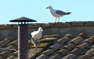 Gaivotas adultas apareceram ao lado de filhote momentos antes da fumaça branca sair pela chaminé