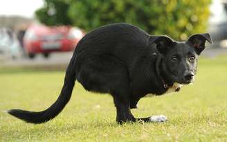 Cachorro perdeu as patas dianteiras e precisou se adaptar, mas vive feliz, segundo seus donos