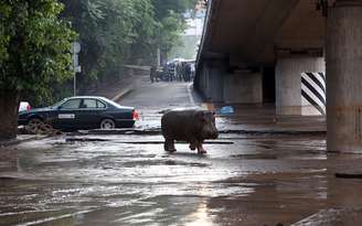 Hipopótamo caminha no centro da capital da Geórgia