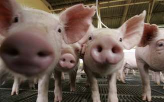 Porcos em fazenda em Lucas do Rio Verde, Mato Grosso, Brasil
28/02/2008
REUTERS/Paulo Whitaker